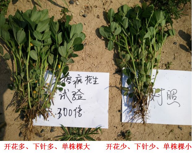 Test Report on Peanut Specialized Products for &quot;Crazy Control&quot;(图3)