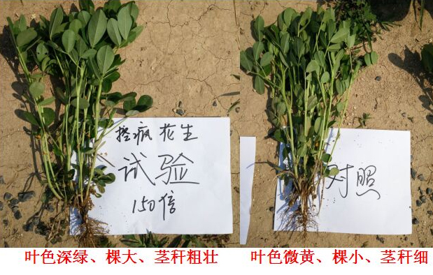 Test Report on Peanut Specialized Products for &quot;Crazy Control&quot;(图4)
