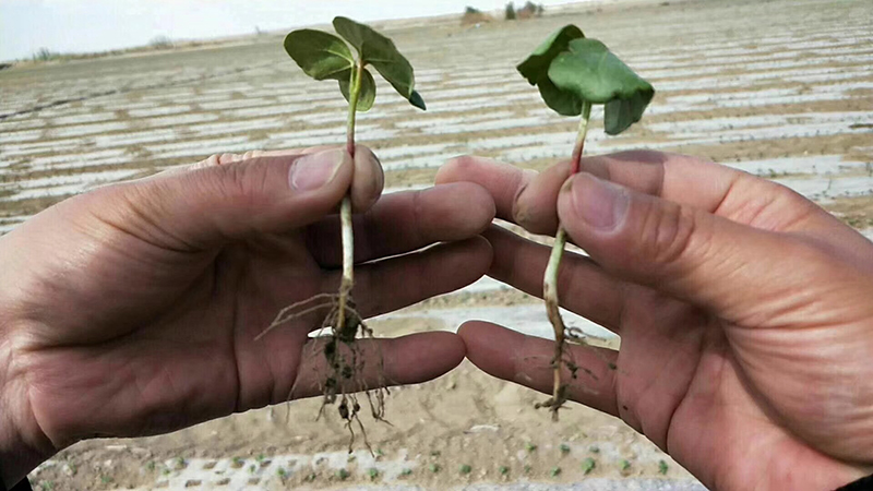 Talking about the Performance of Crazy Control in Cotton and the Key Points of Cotton Chemical Control Technology(图2)
