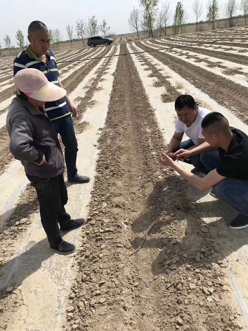 Talking about the Performance of Crazy Control in Cotton and the Key Points of Cotton Chemical Control Technology(图3)