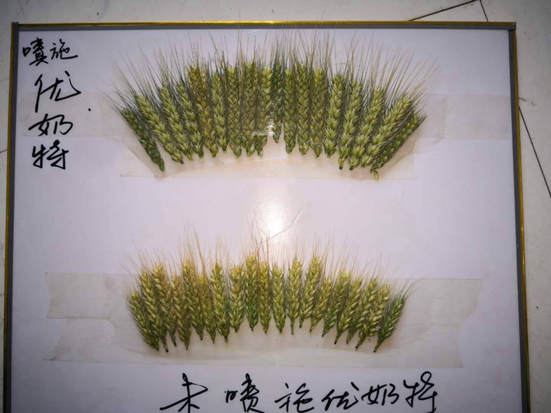 Observation on the Effect of Wheat Yield Increase of Younaite(图3) Observation on the Effect of Wheat Yield Increase of Younaite(图3)