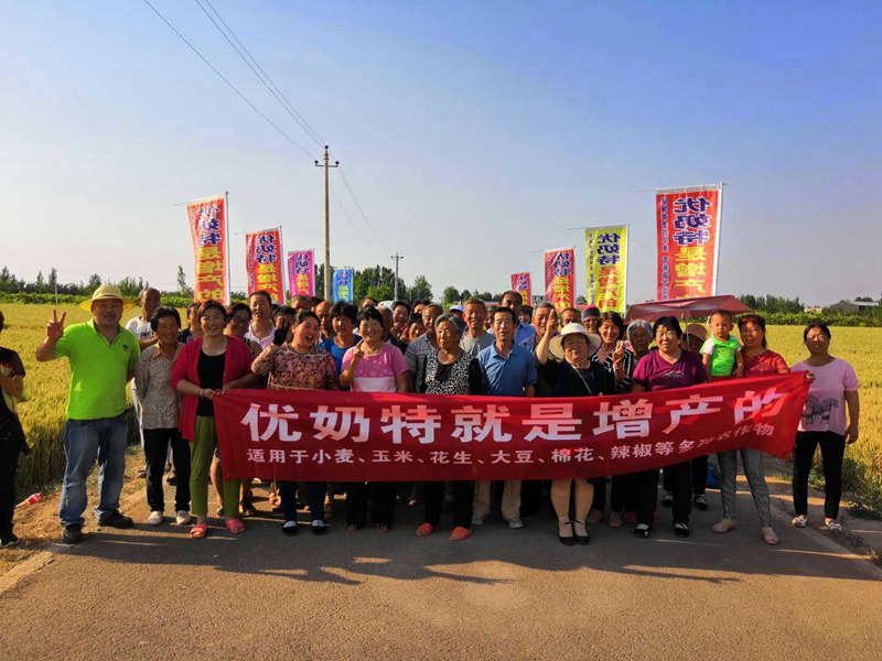 Observation on the Effect of Wheat Yield Increase of Younaite(图1) Observation on the Effect of Wheat Yield Increase of Younaite(图1)