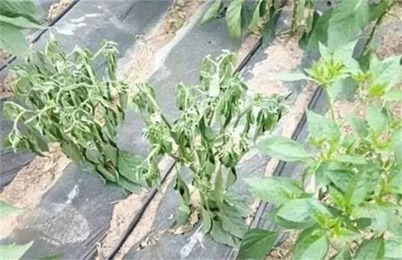 蔬菜死棵一年比一年重，到底能不能重茬？(图1)