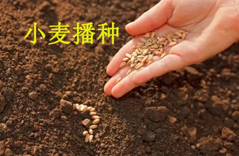 植保知识——冬小麦播种五大关键技术(图1) 植保知识——冬小麦播种五大关键技术(图1)