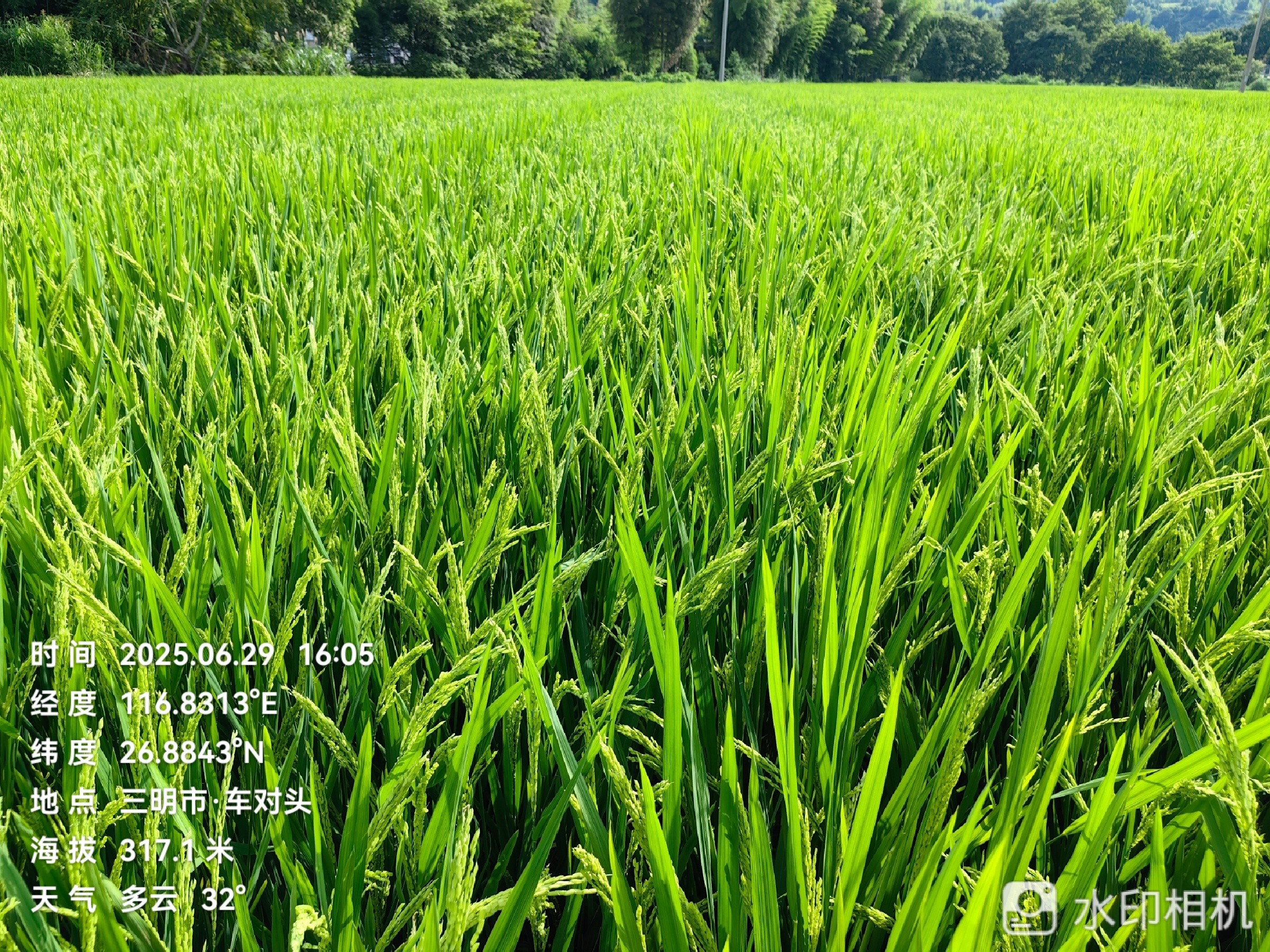 聚焦水稻制种未来,农达赤霉酸赋能水稻制种!(图4) 聚焦水稻制种未来,农达赤霉酸赋能水稻制种!(图4)