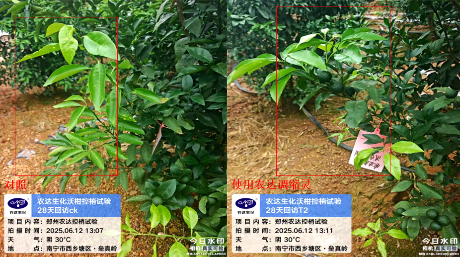 别人满树柑橘大果，自家果子小又花，差距全在夏天！(图3)