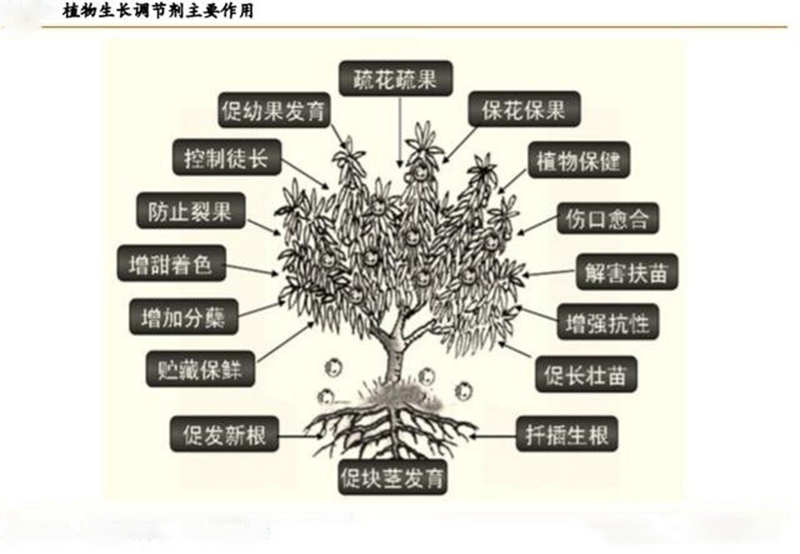 植物生长调节剂的功效与用法(图1)